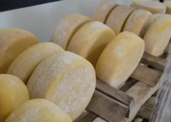 Projeto quer identificar e catalogar os microrganismos presentes nos queijos fabricados a partir do leite cru — Foto: Epamig / Divulgação