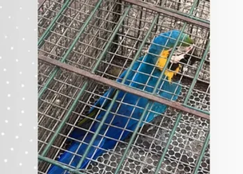 Arara-canindé resgatada pela Guarda Metropolitana Ambiental de Palmas — Foto: Sabrina Silvéria de Oliveira/GMP Ambiental