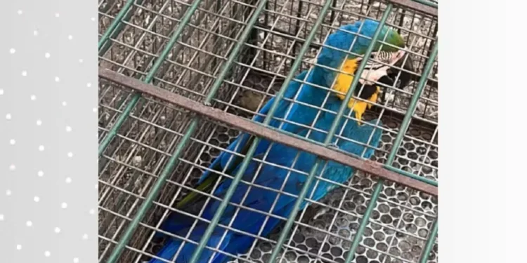 Arara-canindé resgatada pela Guarda Metropolitana Ambiental de Palmas — Foto: Sabrina Silvéria de Oliveira/GMP Ambiental