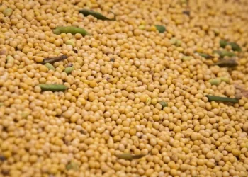 No mercado interno, os preços da soja registram um leve recuo nesta semana — Foto: Wenderson Araujo/CNA