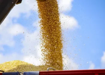 O arroz, o milho e a soja representam 92,6% da estimativa da produção — Foto: Gilson Abreu/AEN
