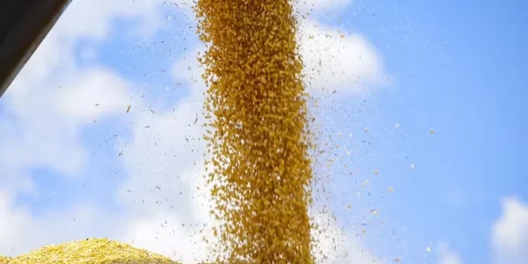 O arroz, o milho e a soja representam 92,6% da estimativa da produção — Foto: Gilson Abreu/AEN