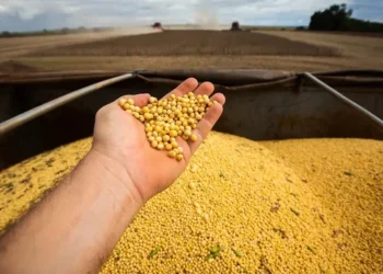 Produtividade média da soja deve ser recorde, estimada em 3.560 kg/ha — Foto: Wenderson Araujo/CNA