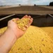 Produtividade média da soja deve ser recorde, estimada em 3.560 kg/ha — Foto: Wenderson Araujo/CNA