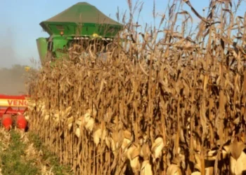 Tocantins celebra safra histórica de milho com mais de 2 milhões de toneladas previstas A supersafra de milho fortalece a posição do Tocantins como um importante player nacional na produção de grãos. (Foto: Wilson Rodrigues).