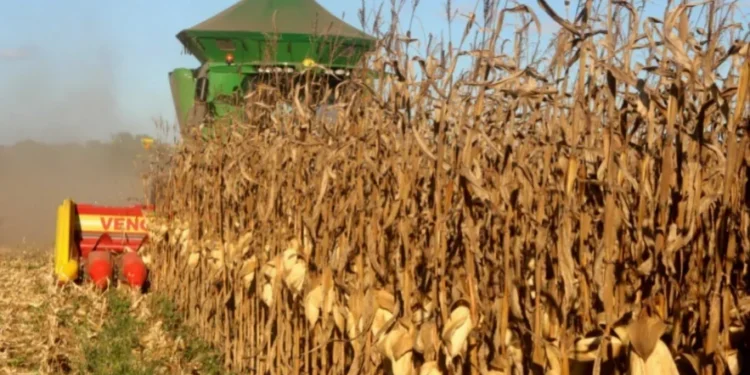Tocantins celebra safra histórica de milho com mais de 2 milhões de toneladas previstas A supersafra de milho fortalece a posição do Tocantins como um importante player nacional na produção de grãos. (Foto: Wilson Rodrigues).