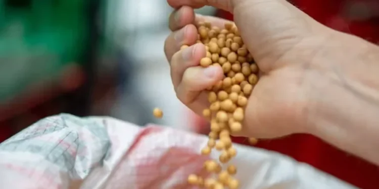 Preço da soja recua no Brasil, pressionado pela bolsa de Chicago