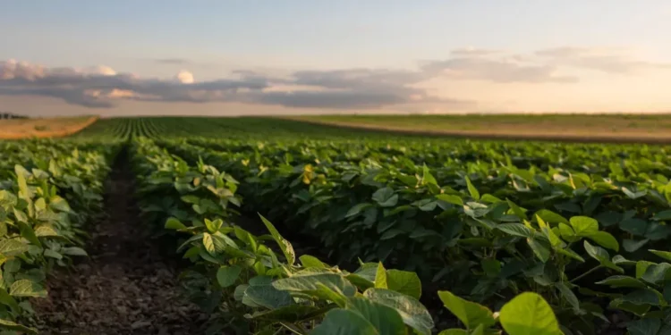 Mudanças climáticas reduzem qualidade nutricional dos alimentos, diz estudo