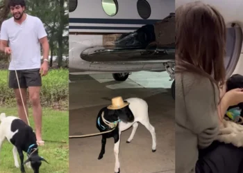 O artista comentou que o bode é tranquilo e ficou quietinho durante a viagem • Instagram/Nattan