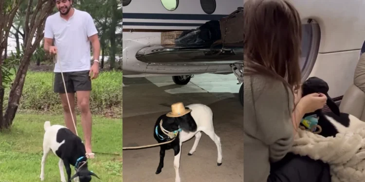 Nattan ganha presente inusitado em show para filha com Rafa Kalimann; veja