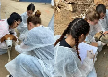 Veterinários da UFES investigam mortes de centenas de cães em Muqui (ES) • Divulgação/Sec. Meio Ambiente de Muqui