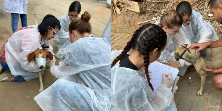 Veterinários da UFES investigam mortes de centenas de cães em Muqui (ES) • Divulgação/Sec. Meio Ambiente de Muqui