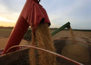 Soja • 17/02/2020REUTERS/Jorge Adorno