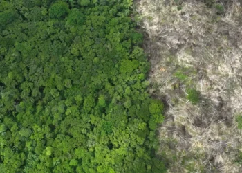 Considerando o acumulado de 11 meses, o Pará também apresentou uma queda significativa na área sob alerta de desmatamento • undefined