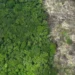 Seis anos consecutivos de queda: Pará reduz em 41% o desmatamento em junho