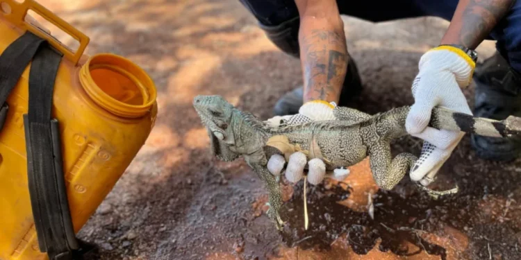 Brigadistas municipais resgatam camaleão durante combate a incêndio na região sul de Palmas