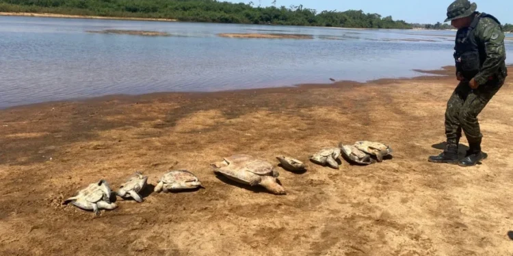 Foram apreendidas dez tartarugas vivas (posteriormente devolvidas à natureza) - Foto: Ascom BPMA