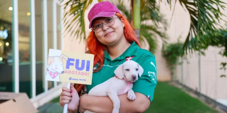 Prefeitura de Palmas realiza feirinha de adoção com cães e gatos neste sábado, 2