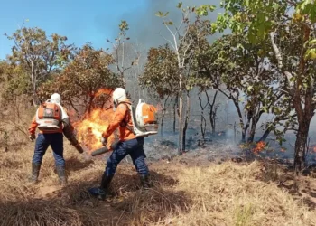 Equipe de brigadistas levou cerca de 2 horas para debelar as chamas – Foto divulgação DCM