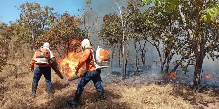 Equipe de brigadistas levou cerca de 2 horas para debelar as chamas – Foto divulgação DCM
