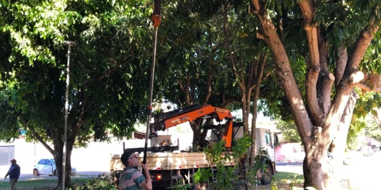Equipes retiram nesta quarta-feira, 20, galhadas na Praça Vereador Tarcísio Machado – Foto Divulgação