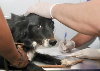 Animais de estimação receberam acompanhamento clínico gratuito durante a ação  - Crédito: Loise Maria/Governo do Tocantins