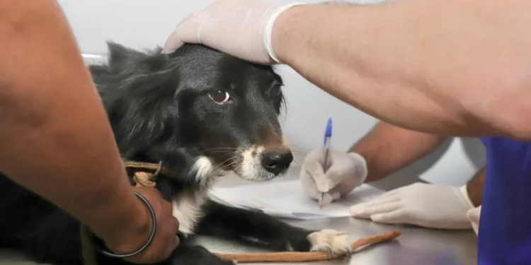 Animais de estimação receberam acompanhamento clínico gratuito durante a ação - Crédito: Loise Maria/Governo do Tocantins