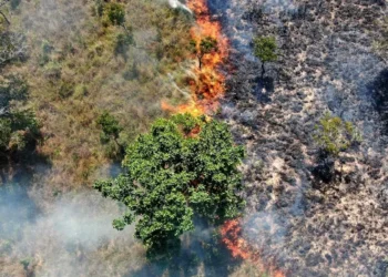 Com investimentos e prevenção, Tocantins registra queda de 28,7% na área queimada (Crédito foto: Governo do Tocantins)