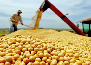 Com produção estimada em mais de 8 milhões de toneladas de grãos, Tocantins reforça liderança na Região Norte em 2025 (Crédito foto: Governo do Tocantins)