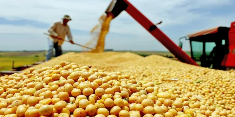 Com produção estimada em mais de 8 milhões de toneladas de grãos, Tocantins reforça liderança na Região Norte em 2025 (Crédito foto: Governo do Tocantins)