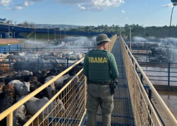 O Instituto Brasileiro do Meio Ambiente e dos Recursos Naturais Renováveis (Ibama) realizou a Operação Carne Fria 3.  • Reprodução