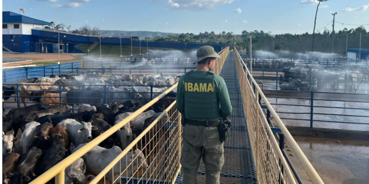 Ibama apreende 7 mil cabeças de gado e aplica R$ 49 milhões em multas