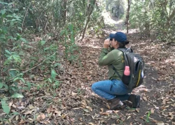Dentre as áreas selecionadas para a implementação dessa atividade, estão as trilhas localizadas na região do Canguçu - Foto: Naturatins/Governo do Tocantins