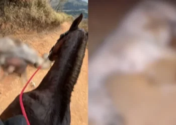 Cavalo não aguentou percurso de 15km e morreu por exaustão  • Reprodução/Redes Sociais