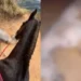 Cavalo não aguentou percurso de 15km e morreu por exaustão • Reprodução/Redes Sociais