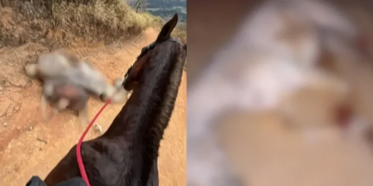 Jovem é investigado por mutilar cavalo em Bananal (SP) • Reprodução/Redes Sociais