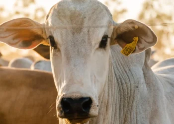 A utilização e a comercialização da vacina EXCELL 10 nas partidas indicadas estão temporariamente suspensas até conclusão das investigações conduzidas pelo Ministério da Agricultura.