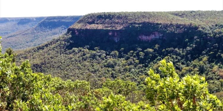 Governo do Tocantins registra redução de 19,9% no desmatamento entre janeiro e julho de 2025 e do total somente 21,3% ocorreram em área não autorizada