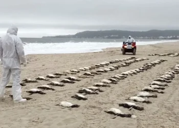 Pinguins mortos são resgatados no litoral de Florianópolis-SC  • Divulgação/ R3 Animal