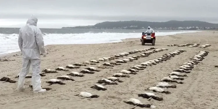 Pinguins mortos são resgatados no litoral de Florianópolis-SC • Divulgação/ R3 Animal