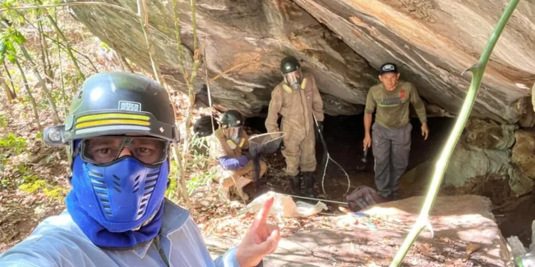 Equipe de técnicos da Adapec durante monitoramento de abrigos de morcegos hematófagos. Foto - Divulgação Adapec