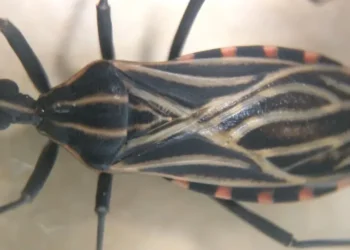 Doença de Chagas é transmitida principalmente durante a picada pelo inseto barbeiro contaminado • Josué Damacena/IOC/Fiocruz