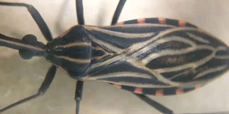 Doença de Chagas é transmitida principalmente durante a picada pelo inseto barbeiro contaminado • Josué Damacena/IOC/Fiocruz