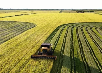 Produção de arroz no Tocantins abastece o mercado interno e exporta para o Norte e o Nordeste (Crédito foto: Alfredo Junior)