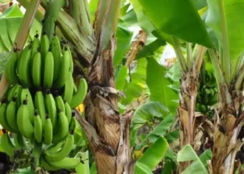 Apesar da aparência imponente, a bananeira não é uma árvore — Foto: Canva/Creative Commons
