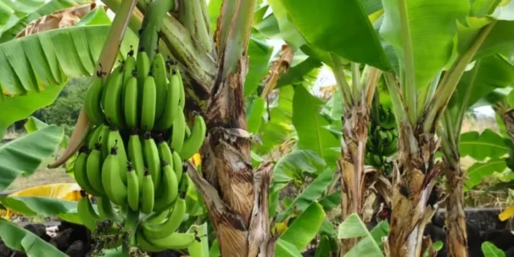 Você sabia que bananeira é uma erva e não uma árvore? Entenda