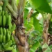 Você sabia que bananeira é uma erva e não uma árvore? Entenda