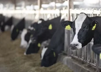 Nutrição dos bovinos para produção leiteira deve ser voltada para os estágios da vida do animal — Foto: Alltech/Divulgação