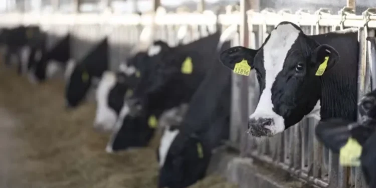 Nutrição animal com foco em sustentabilidade ganha destaque