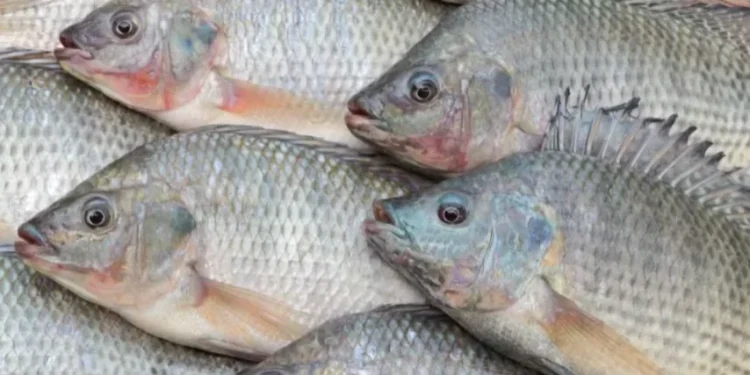 Com tarifaço, distribuidora de peixes prevê colapso para empresas e pescadores